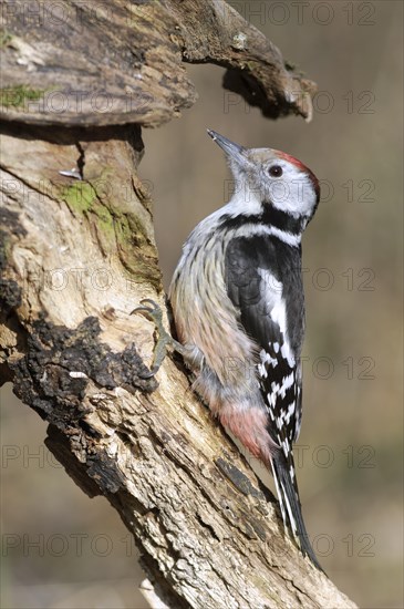 Middle Spotted Woodpecker