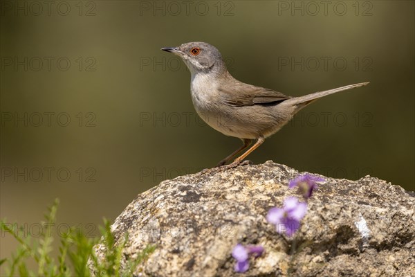 Sardinian warbler