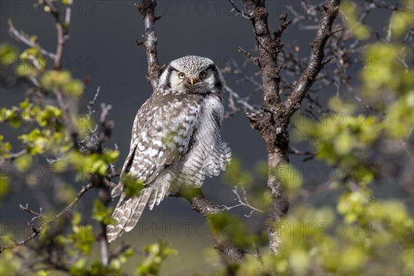 Northern hawk owl