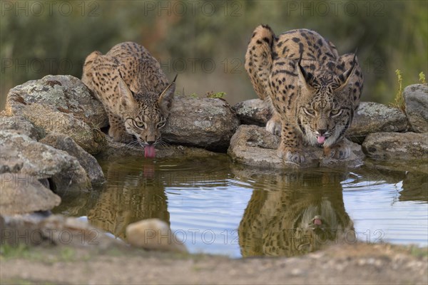 Pardelluchs