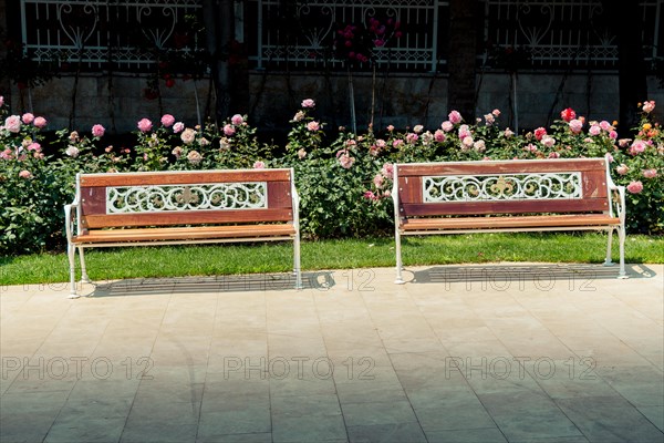 Wooden bench found in the middle of rose garden