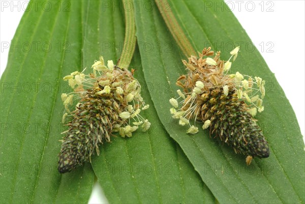 Medicinal plantain