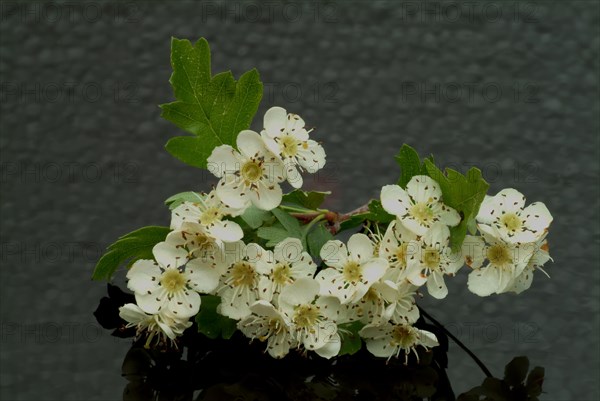 Medicinal plant hawthorn