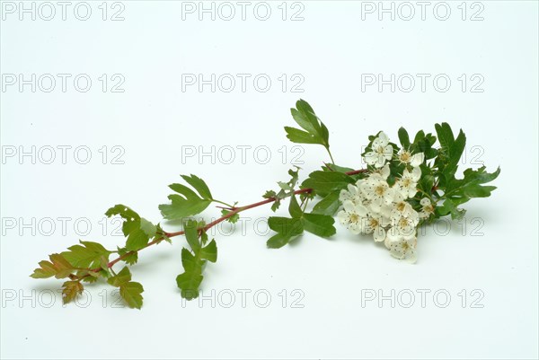 Medicinal plant hawthorn