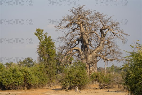 Baobab tree