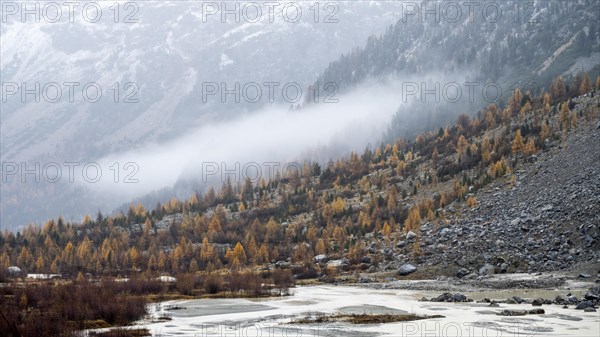 Autumn larch forest in Val Morteratsch