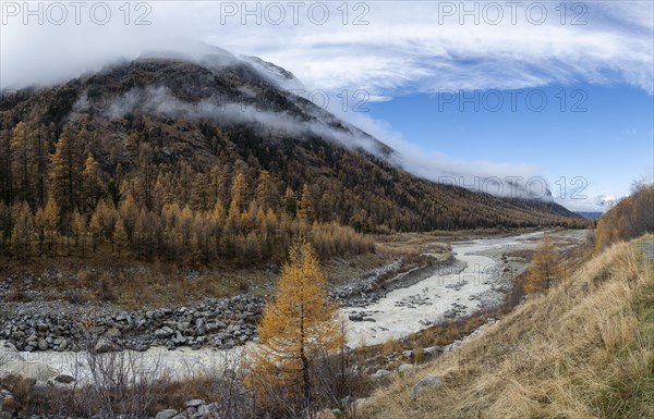 Autumn larch forest in Val Morteratsch