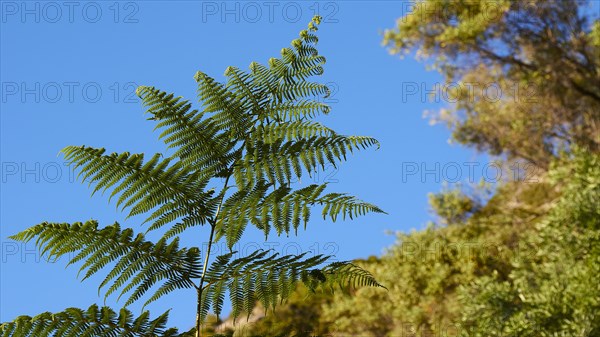 Fern branch in soft afternoon light