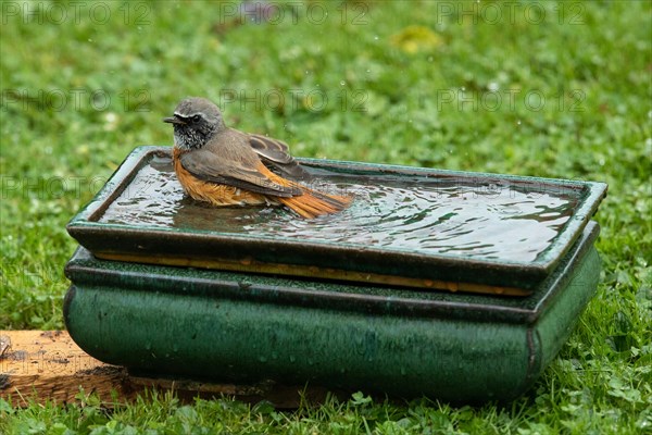 Redstart male with water drop in table with water sitting in green grass bathing left looking