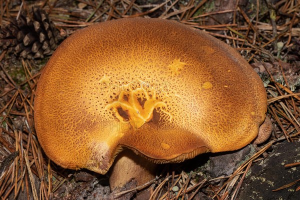 Reddish wood knightling Fruiting body brown stalk and yellowish-reddish cap in needle litter