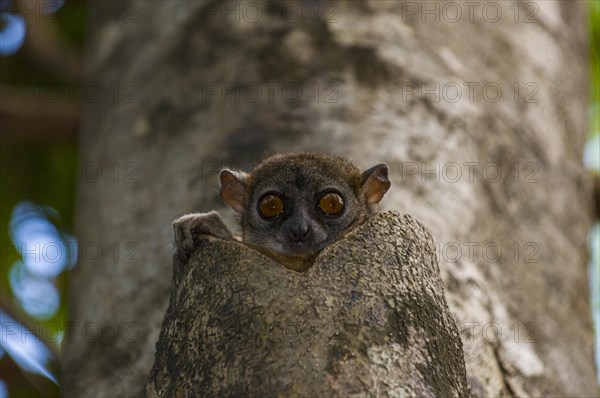 The northern sportive lemur