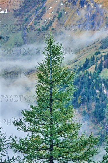 European larch