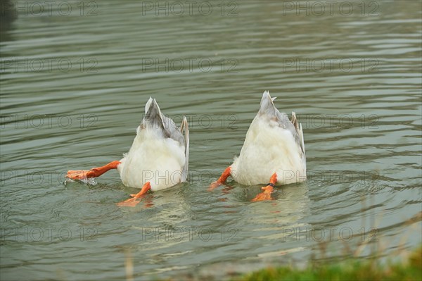 Domestic mallard