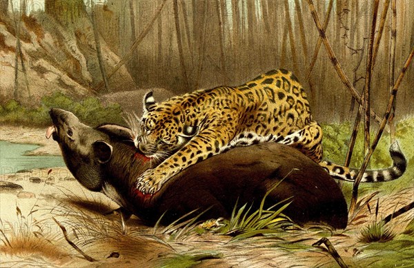 Jaguar