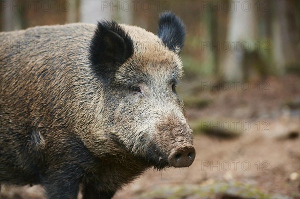 Portrait of a Central European boar