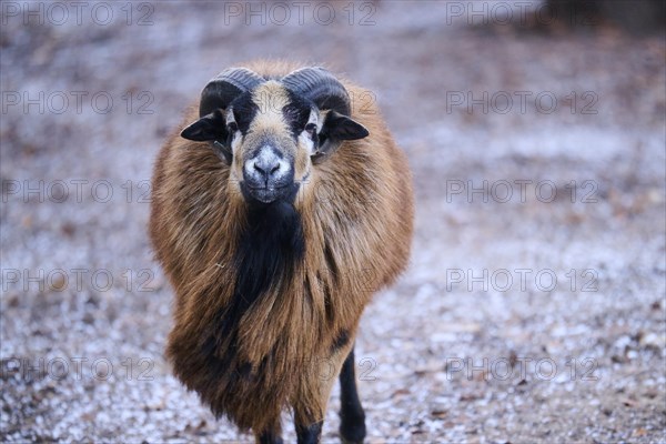 Portrait of a Cameroon sheep