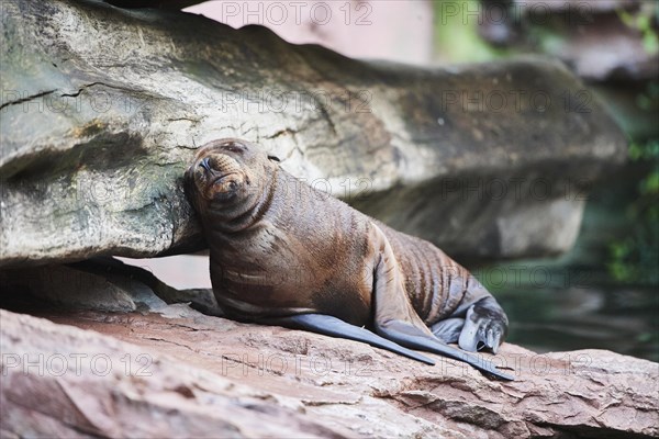 California sea lion