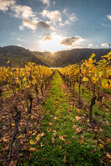 Autumn vineyards on the Moselle river