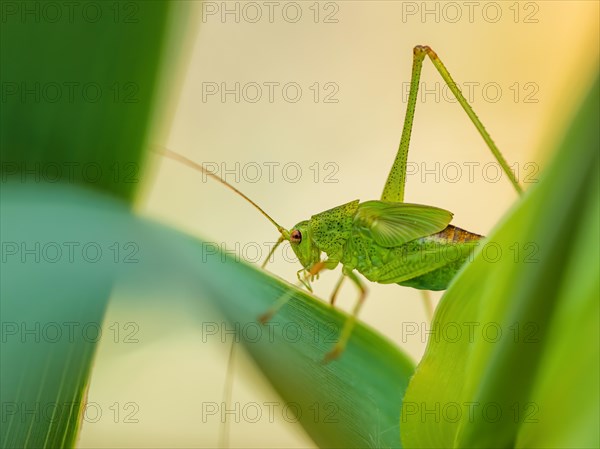 Speckled Bush-cricket