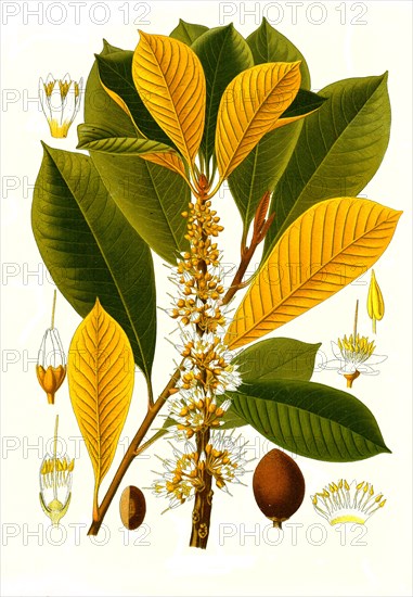 Medicinal plant