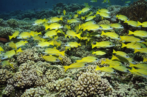 Blue-striped snapper