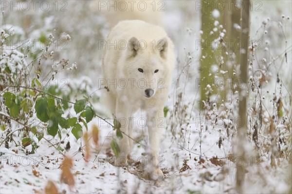 Arctic wolf