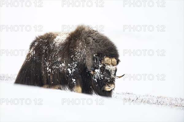 Musk ox