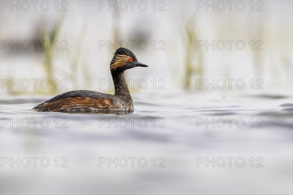 Black-necked Grebe