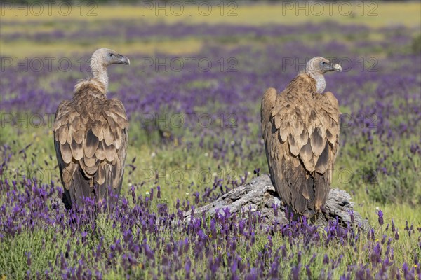 Griffon vulture