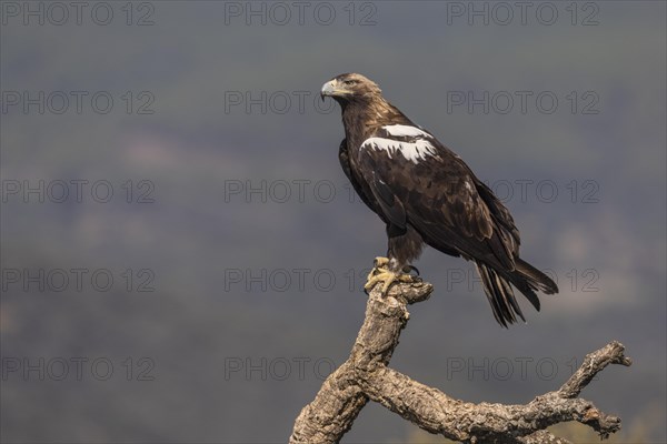 Spanish Imperial Eagle