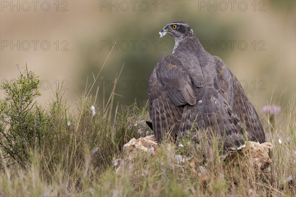 Northern goshawk