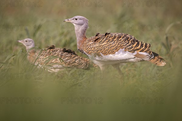 Great bustard