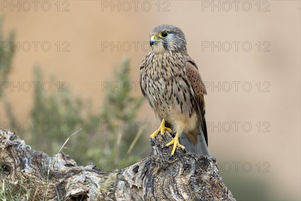 Common kestrel