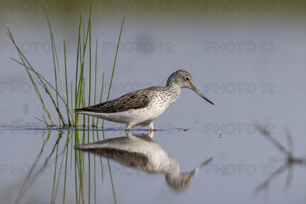 Common greenshank