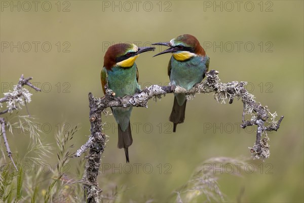 European bee-eater