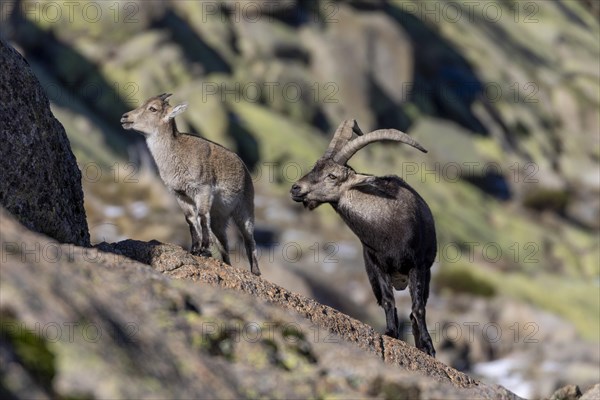 Iberian ibex