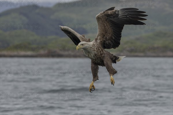 White-tailed eagle