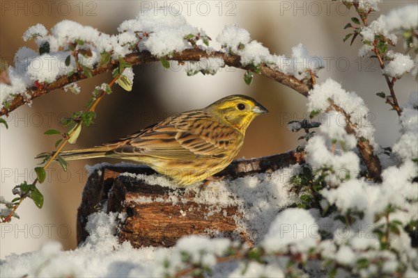 Yellowhammer