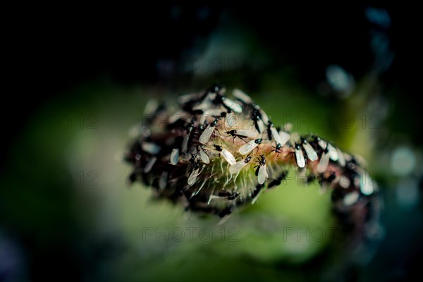 A swarm of flying ants gather on a floral plant