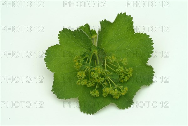 Medicinal plant lady's mantle