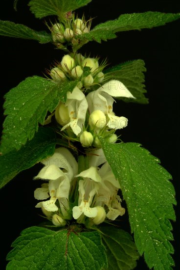 Medicinal plant White dead-nettle album