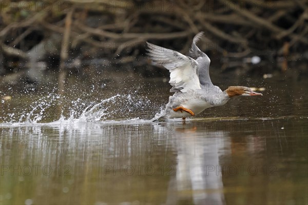 Common merganser