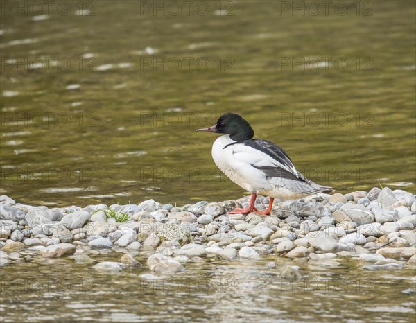 Common merganser