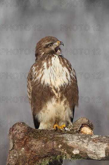 Steppe buzzard