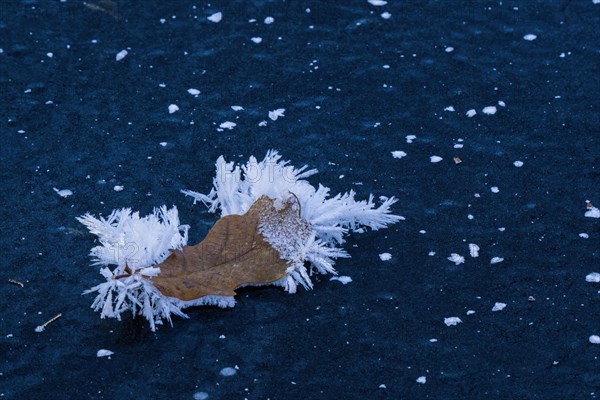 Oak leaf covered with ice crystals on frozen water surface