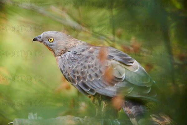 European honey buzzard