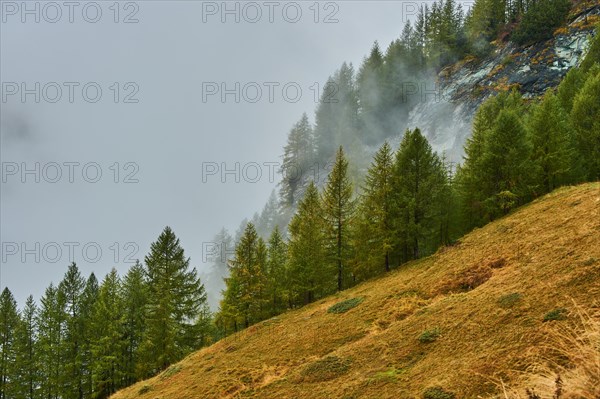 European larch