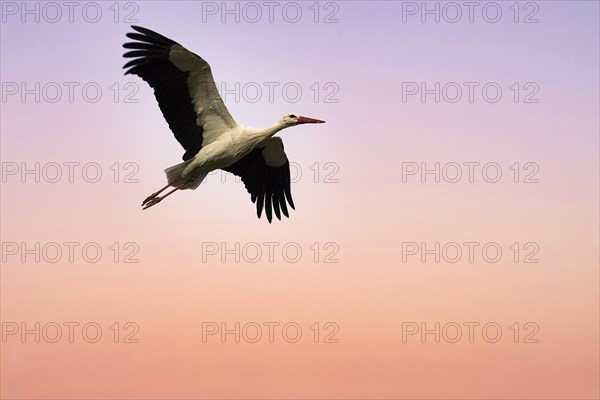 White stork