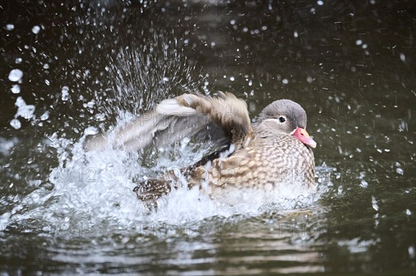 Mandarin duck