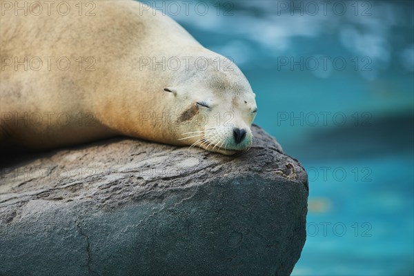 California sea lion